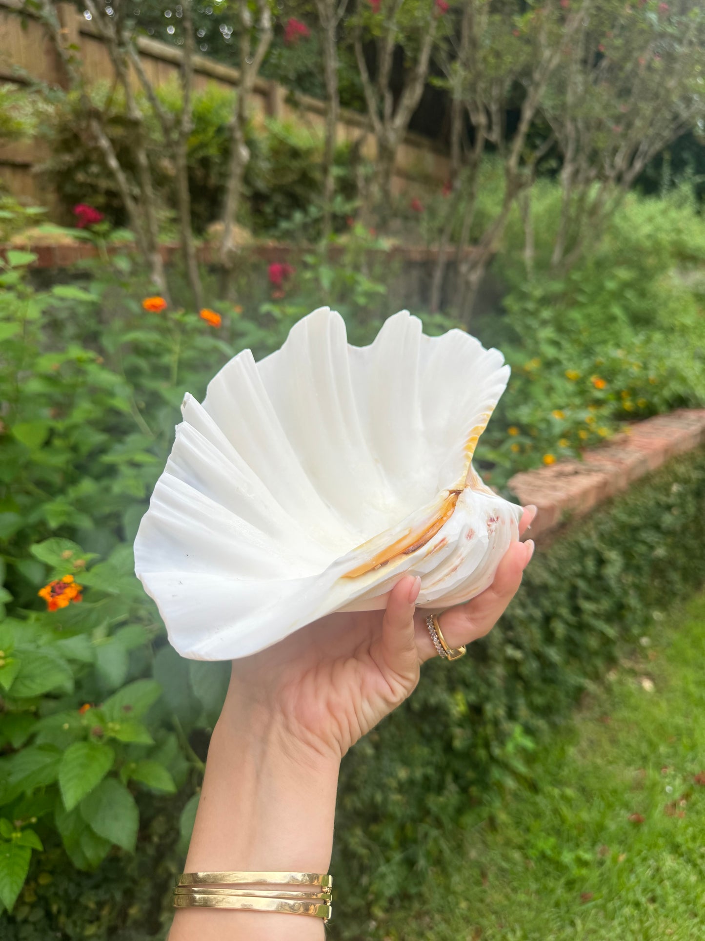 Faint Brown Stripe Clam Shell
