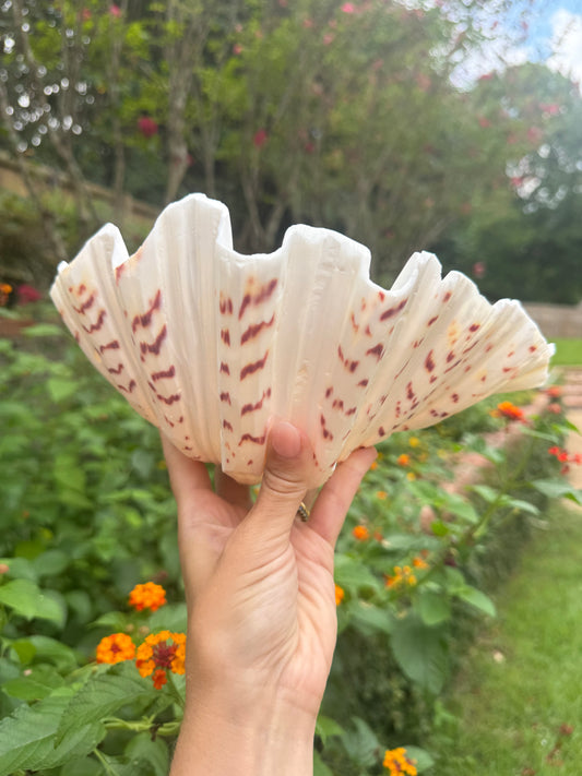 Faint Brown Stripe Clam Shell