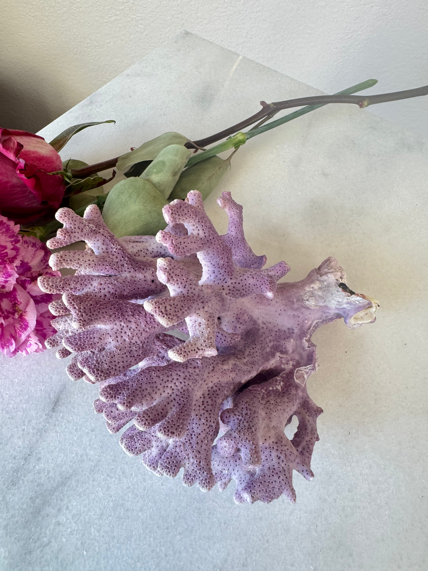 Medium Natural Purple Coral