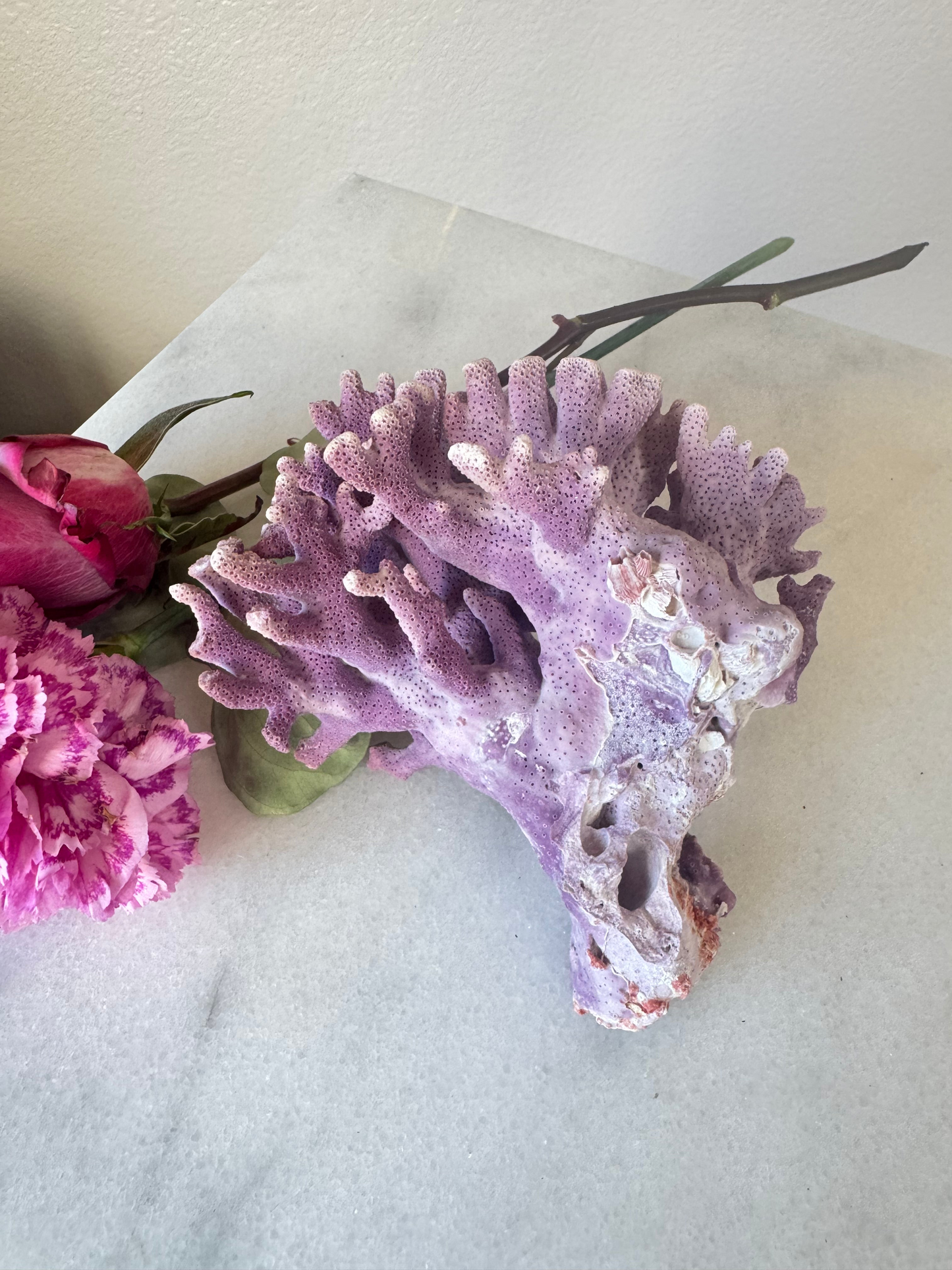 Medium Natural Purple Coral